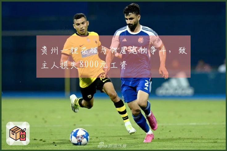 贵州一狸花猫与邻居宠物争斗，致主人损失8000元工资